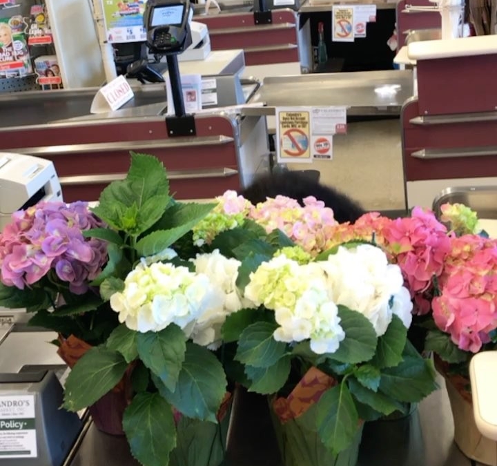 Pretty Hydrangeas and a perky cashier! #calandrosmkt #plants #perkins